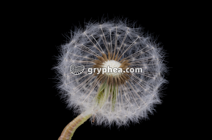 Pissenlit (Taraxacum sp.) - Fruits (akènes) - gryphea.com